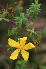 Hypericum revolutum