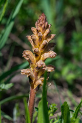 Orobanche lutea