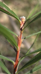 Melaleuca linearifolia, photograph (c) Petra Holland, some rights reserved (CC BY)