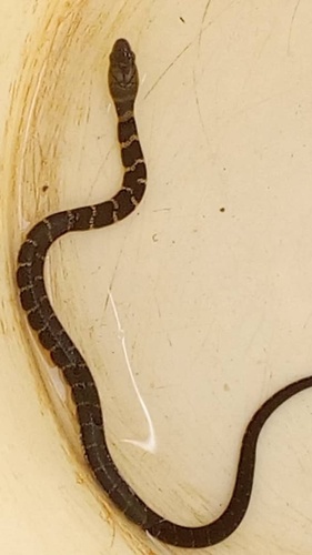Smith's African Water Snake