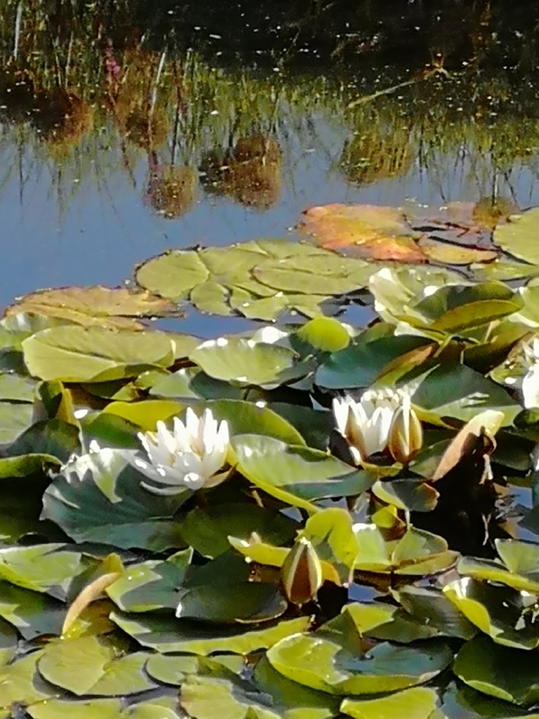 Nymphaea alba