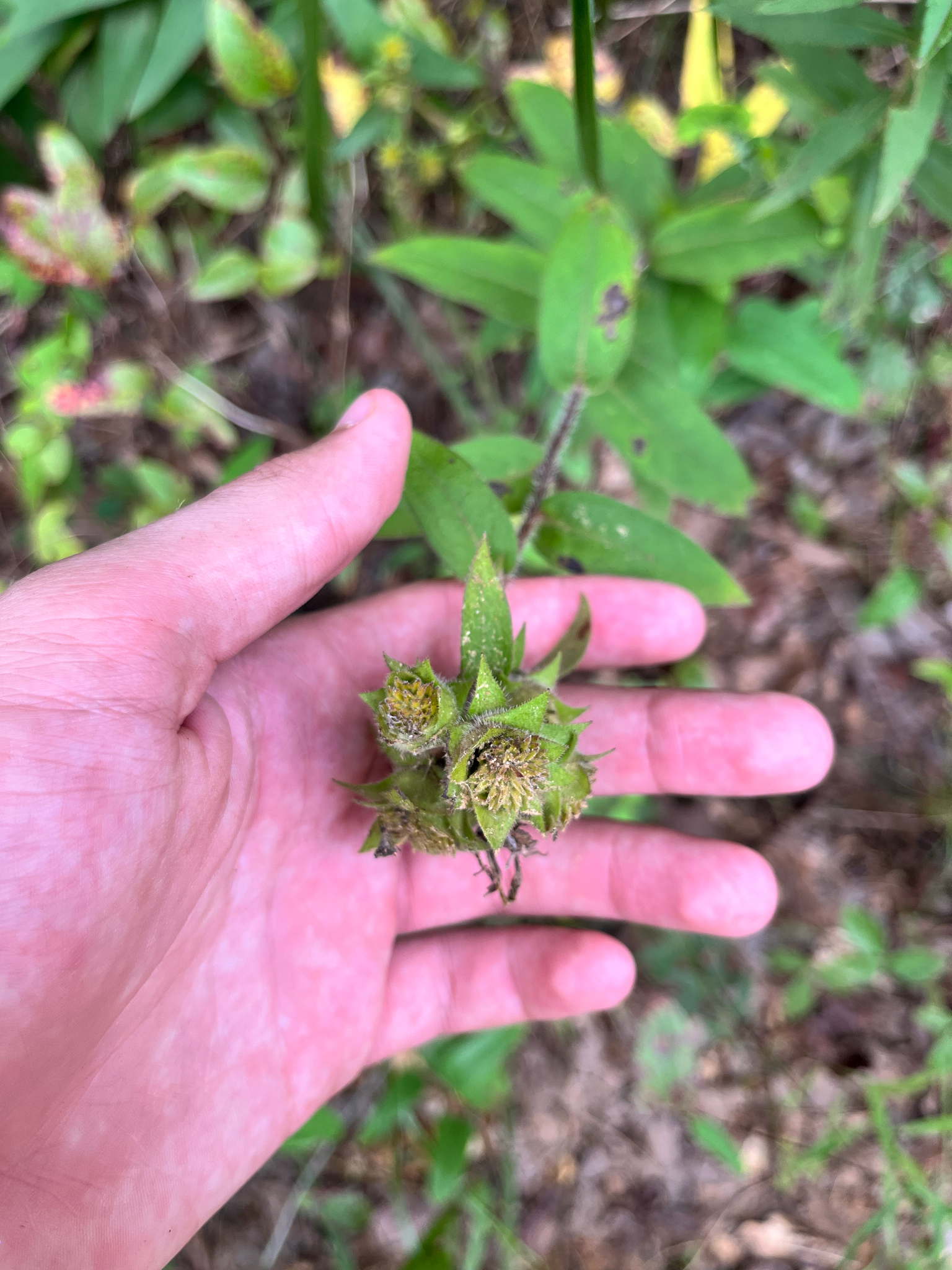Silphium asperrimum