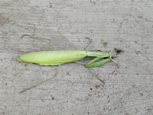 European Mantis