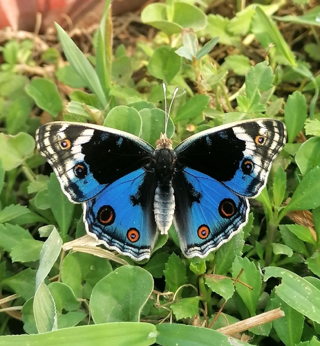 Blue Pansy photo 4