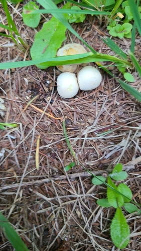 Lycoperdon dermoxanthum