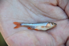 Notropis topeka