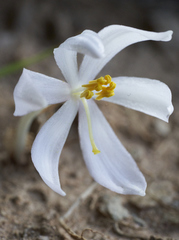Gethyllis lanuginosa