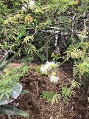 Mimosa quitensis