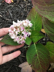 Cercospora hydrangeae