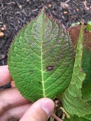 Cercospora hydrangeae