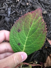 Cercospora hydrangeae