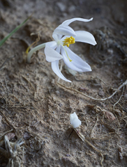 Gethyllis lanuginosa