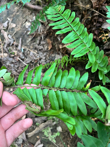 Christmas fern