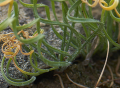 Gethyllis lanuginosa