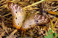Anartia jatrophae