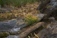 Gethyllis lanuginosa