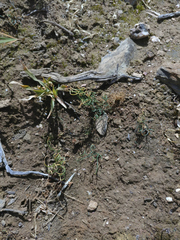 Gethyllis lanuginosa