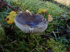 Melanoleuca polioleuca