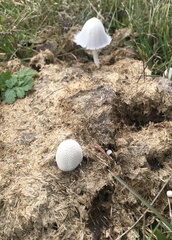 Coprinopsis nivea