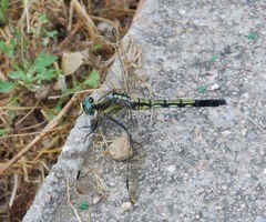 Orthetrum albistylum speciosum
