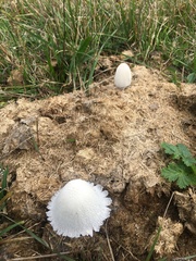 Coprinopsis nivea