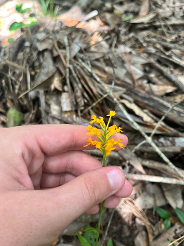 orange crested orchid (Platanthera cristata)