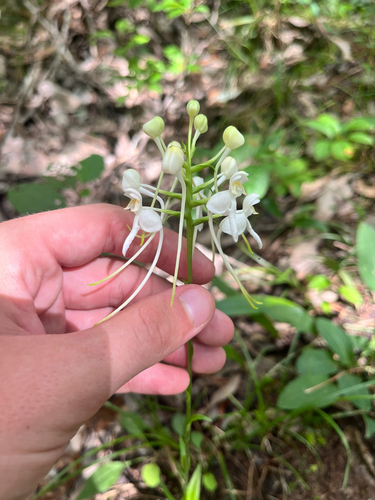 white fringeless orchid (Platanthera integrilabia)