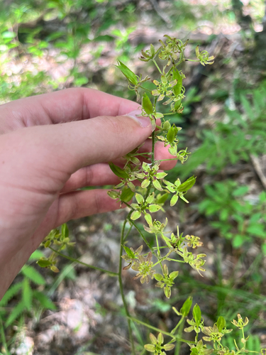 Virginia bunchflower (Melanthium virginicum)