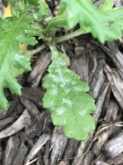 Golovinomyces fischeri