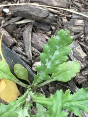 Golovinomyces fischeri