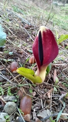 Arum pictum