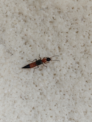 Paederus fuscipes