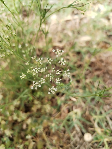 Cerfolium (Ammoides pusilla)