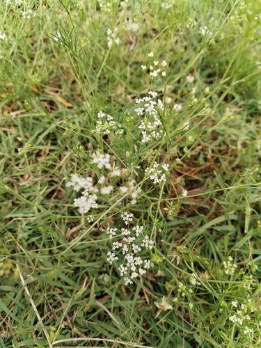 Ammoides pusilla, photograph 5