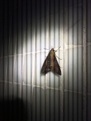 Macroglossum corythus