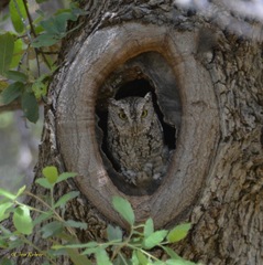 Megascops trichopsis