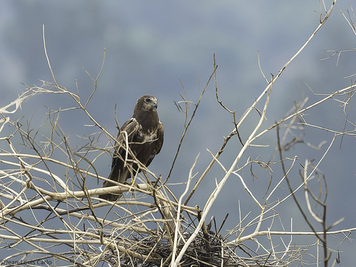 African Marsh Harrier