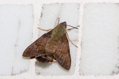 Macroglossum corythus