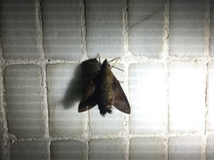 Macroglossum corythus