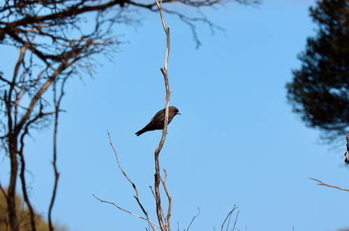Dusky Woodswallow