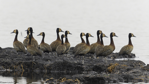 White-faced Whistling-Duck