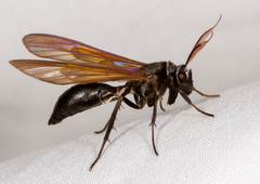 Pseudosphex ichneumonea