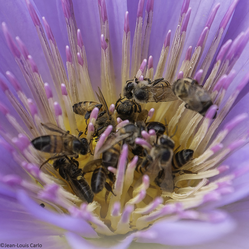 Western Honey Bee