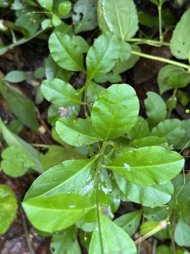 Talinum paniculatum