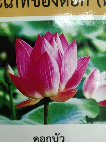 Sacred Lotus