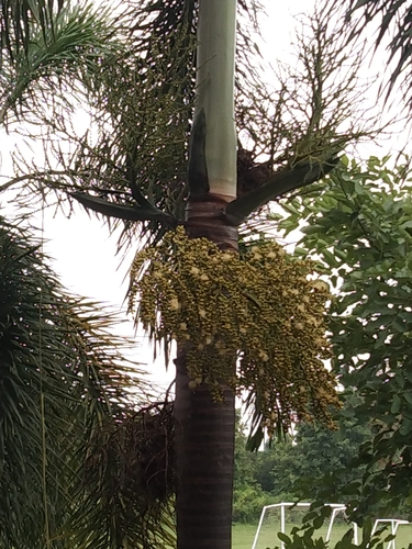 Manila Palm
