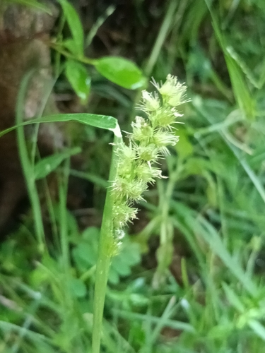 Southern Sandbur