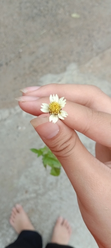 Tridax Daisy