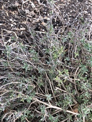 Thymus × citriodorus