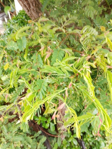 Tamarind